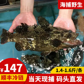 港岛姑娘 老虎斑深海龙胆石斑鱼肉质鲜美可口滋阴补气营养丰富1.1-3.4斤/条活冻