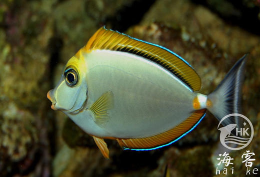 巴东金毛吊 商品图3