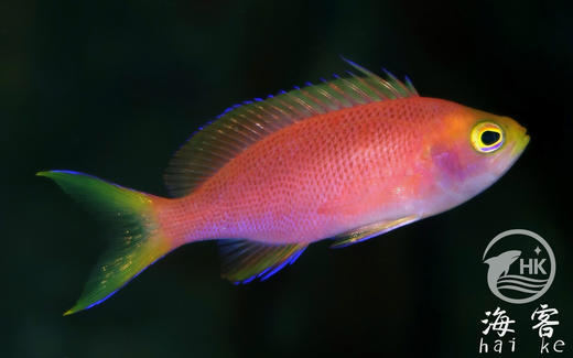 马代紫红宝石（母) 商品图1