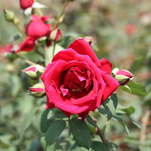 『大理墨红玫瑰花茶』朵型饱满，茶汤清澈，富含花青素 商品图2