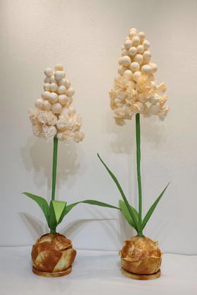 特价风信子（运费自理）