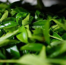 小金砖凤凰鸭屎香 商品图6