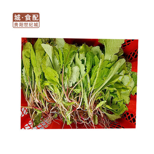 【GYZYDR】萝卜苗/斤 商品图0