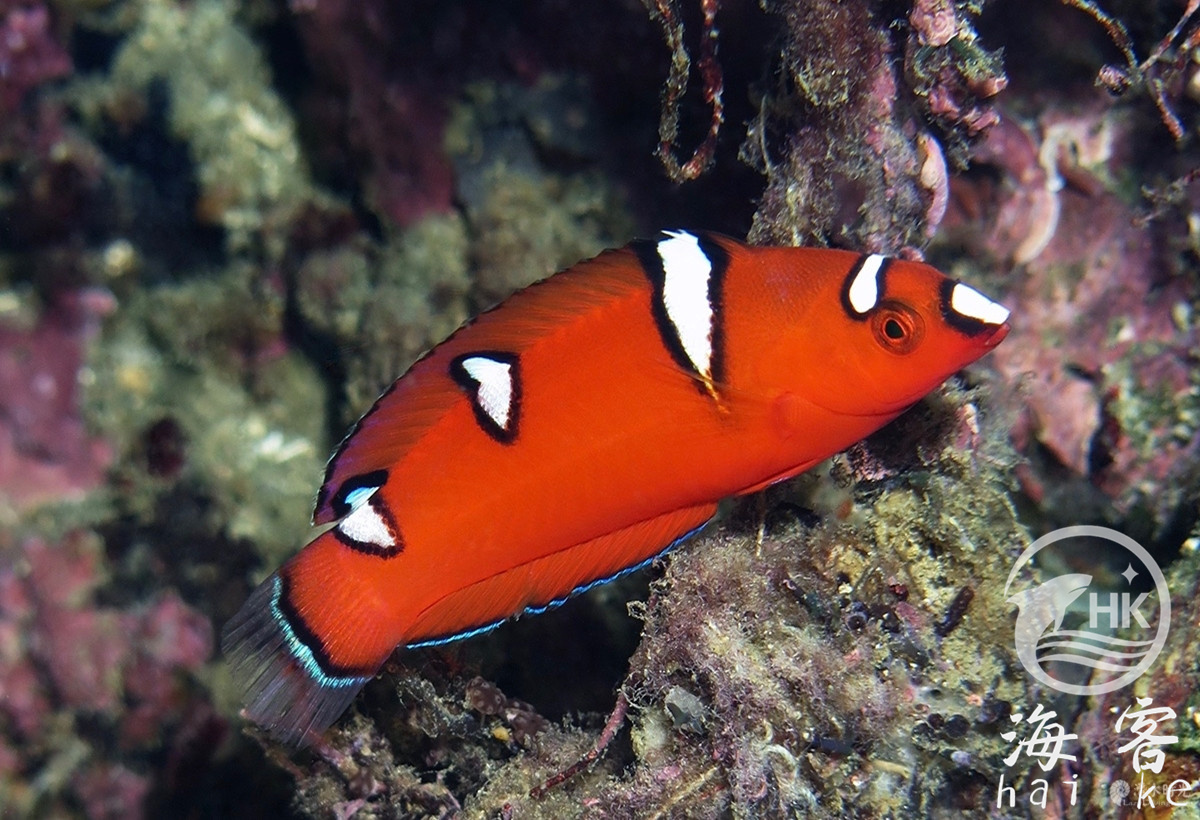 白点红龙（翻沙)