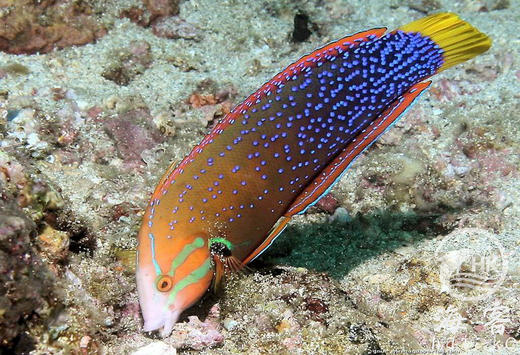 白点红龙成鱼(彩龙.翻沙) 商品图1