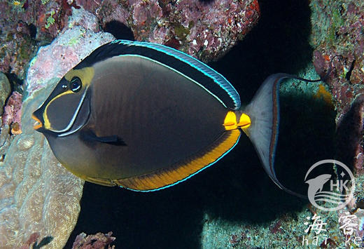 拖尾天狗吊 商品图1