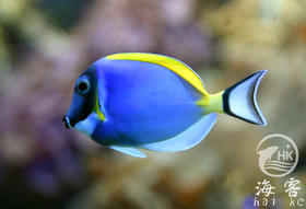 巴东粉蓝吊