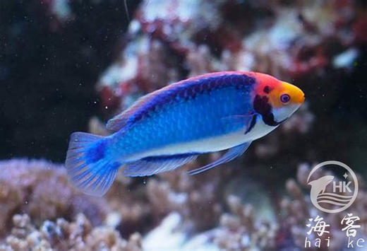 幻彩金头仙子 商品图2