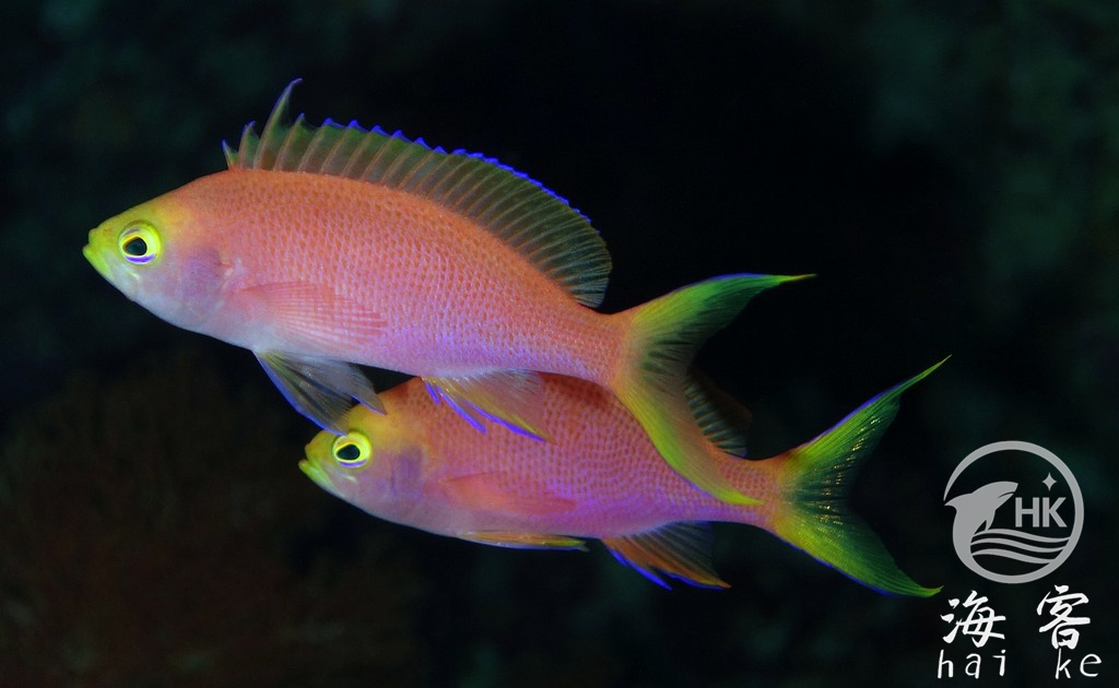 马代紫红宝石（母)