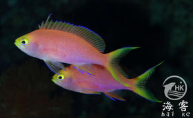 马代紫红宝石（母)