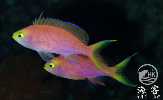 马代紫红宝石（母) 商品图0