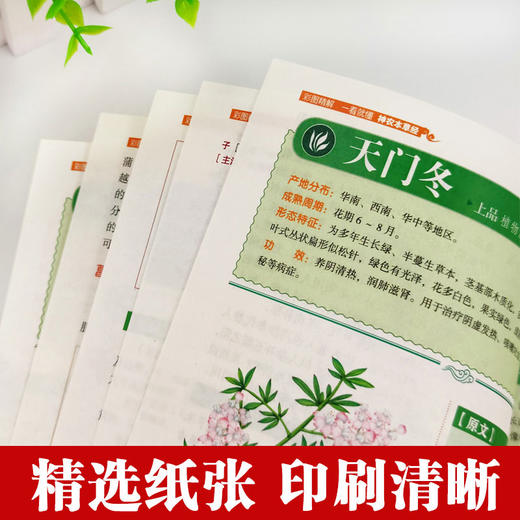 【心如健推荐】彩图精解一看就懂神农本草经 中医药学实用的现代家庭养生全书指导现代人的日常食疗食养 中医养生书 中医基础理论中药学中草药大 商品图4