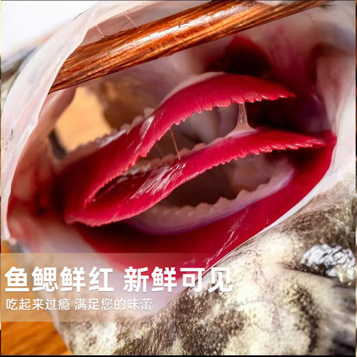 港岛姑娘 老虎斑深海龙胆石斑鱼肉质鲜美可口滋阴补气营养丰富1.1-3.4斤/条活冻 商品图2