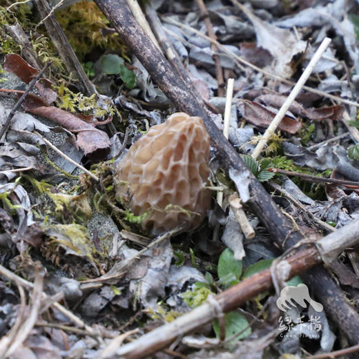野生羊肚菌（松潘 鲜菌） | 合作生产 * wild morel mushroom | Partner Production 商品图5