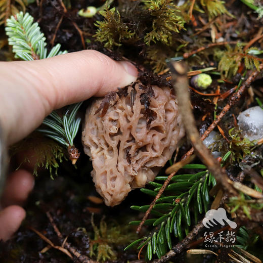 野生羊肚菌（松潘 鲜菌） | 合作生产 * wild morel mushroom | Partner Production 商品图4