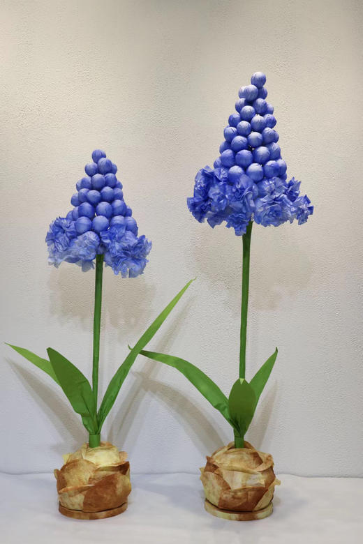 特价风信子（运费自理） 商品图2