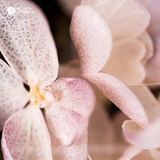 （限南山宝娜）【双子座·永生守护花】浪漫而自由。浅紫色永生花/蓬莱松/绣球/水晶草若干/白色球/羽毛 商品图5