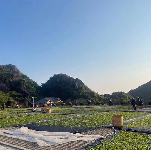 开工福利 2025新装凤凰鸭屎香 商品图5