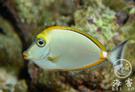 巴东金毛吊 商品图1