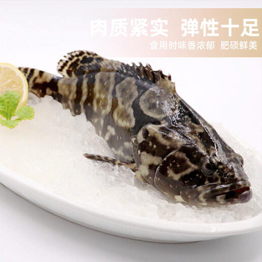 港岛姑娘 老虎斑深海龙胆石斑鱼肉质鲜美可口滋阴补气营养丰富1.1-3.4斤/条活冻 商品图1