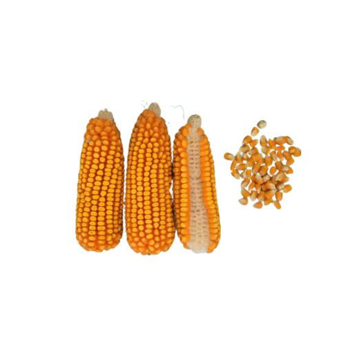 NG8589自交系 商品图0