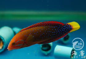 白点红龙成鱼(彩龙.翻沙)