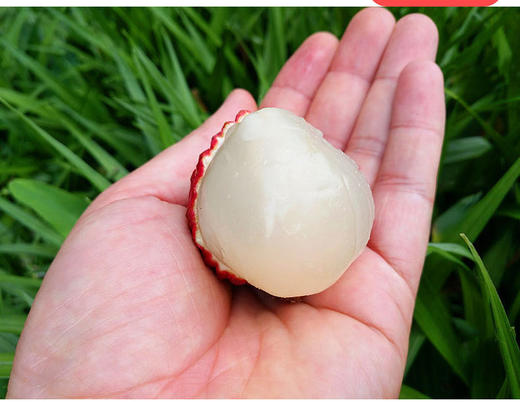 【3斤十堰主城区包邮】新鲜水果 时令尝鲜果香浓郁妃子笑荔枝 2斤/3斤 商品图1