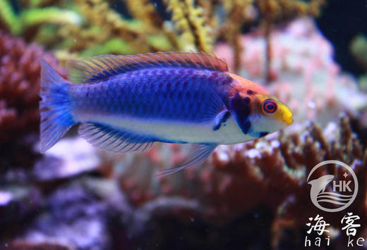 幻彩金头仙子 商品图3