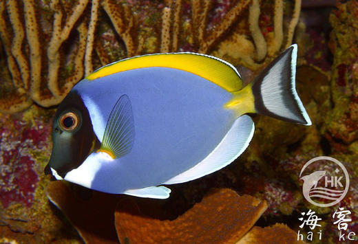 巴东粉蓝吊 商品图4