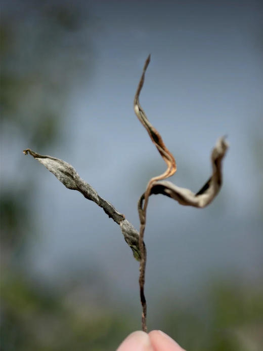 特有千金香~【坝卡囡】班章五寨里的甜蜜性感小情人！ 商品图1