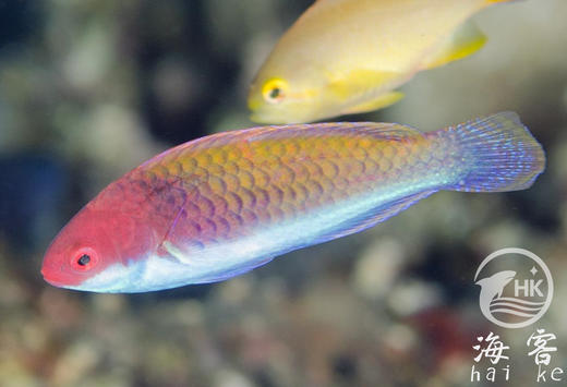 幻彩红蓝雀 商品图2