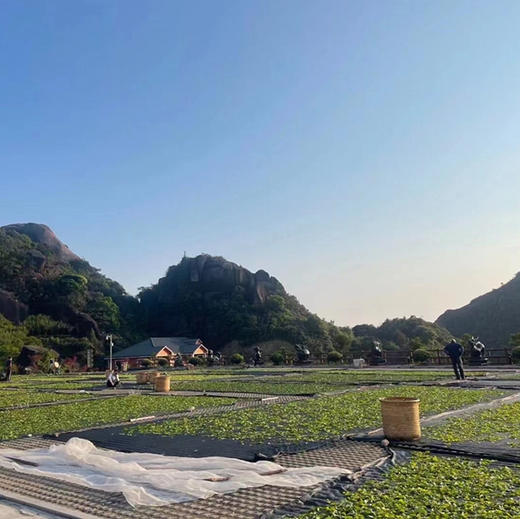 小金砖凤凰鸭屎香 商品图4