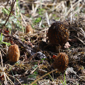 野生羊肚菌（松潘 鲜菌） | 合作生产 * wild morel mushroom | Partner Production