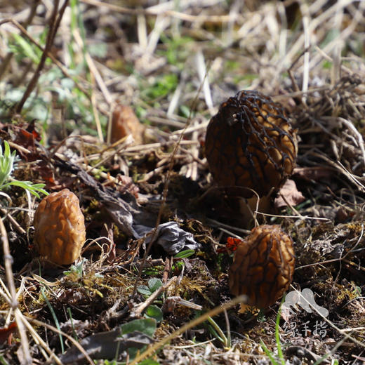 野生羊肚菌（松潘 鲜菌） | 合作生产 * wild morel mushroom | Partner Production 商品图0