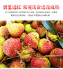 【3斤十堰主城区包邮】新鲜水果 时令尝鲜果香浓郁妃子笑荔枝 2斤/3斤 商品缩略图3