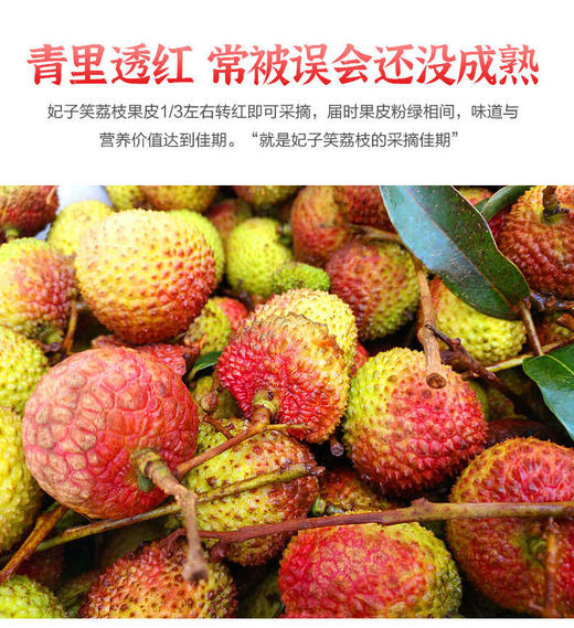 【3斤十堰主城区包邮】新鲜水果 时令尝鲜果香浓郁妃子笑荔枝 2斤/3斤 商品图3