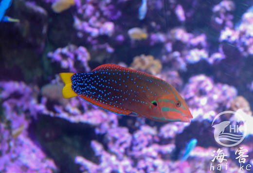 白点红龙成鱼(彩龙.翻沙) 商品图2