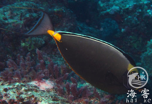 拖尾天狗吊 商品图2