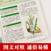 【心如健推荐】彩图精解一看就懂神农本草经 中医药学实用的现代家庭养生全书指导现代人的日常食疗食养 中医养生书 中医基础理论中药学中草药大 商品缩略图3