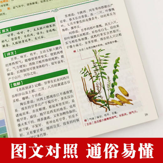 【心如健推荐】彩图精解一看就懂神农本草经 中医药学实用的现代家庭养生全书指导现代人的日常食疗食养 中医养生书 中医基础理论中药学中草药大 商品图3