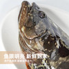 港岛姑娘 老虎斑深海龙胆石斑鱼肉质鲜美可口滋阴补气营养丰富1.1-3.4斤/条活冻 商品缩略图3