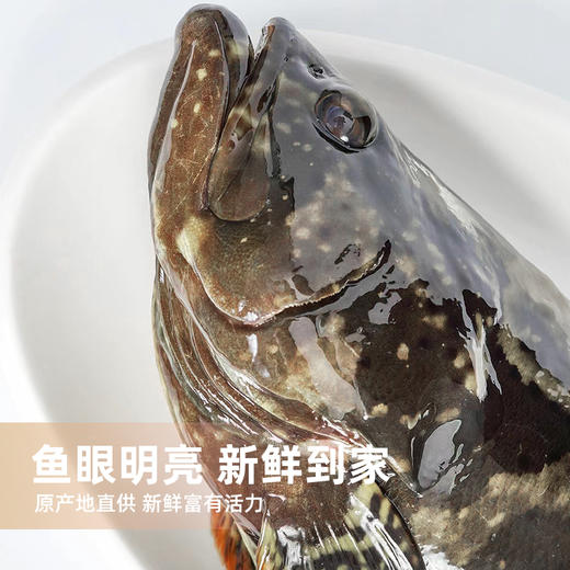 港岛姑娘 老虎斑深海龙胆石斑鱼肉质鲜美可口滋阴补气营养丰富1.1-3.4斤/条活冻 商品图3