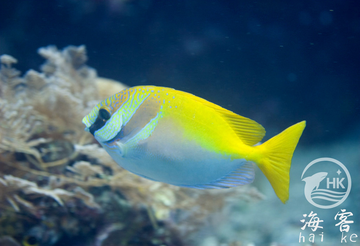 二线狐狸（兔子狐狸）