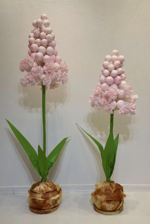 特价风信子（运费自理） 商品图4