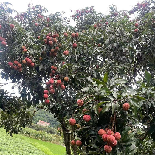 高州市釆鲜园果蔬专业合作社/茂名高州荔枝白糖罂荔枝现摘现发顺丰冷链5斤/10斤 商品图2
