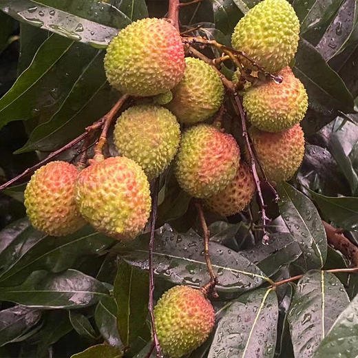 高州市釆鲜园果蔬专业合作社/茂名高州荔枝妃子笑荔枝现摘现发顺丰冷链5斤/10斤装 商品图1