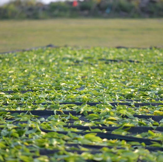 海底捞针 商品图7