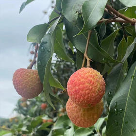 高州市釆鲜园果蔬专业合作社/茂名高州荔枝白糖罂荔枝现摘现发顺丰冷链5斤/10斤
