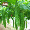 【GYZYDR】新鲜蔬菜苦瓜2斤左右/份【GY】 商品缩略图1