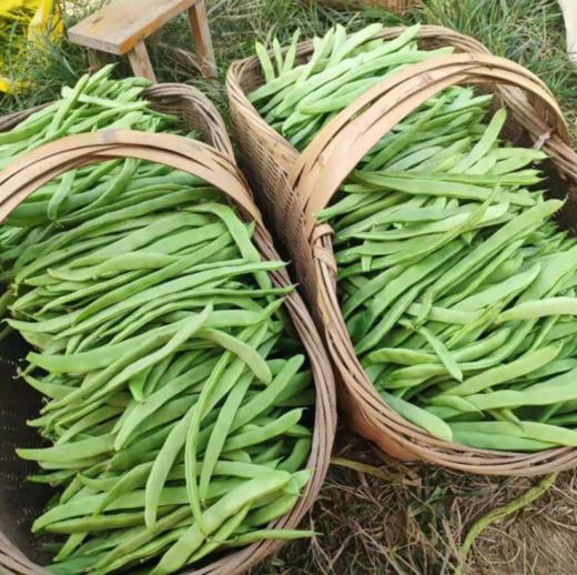 【清脆爽口】 刀豆 250g±20g【BC】【DN】 商品图1